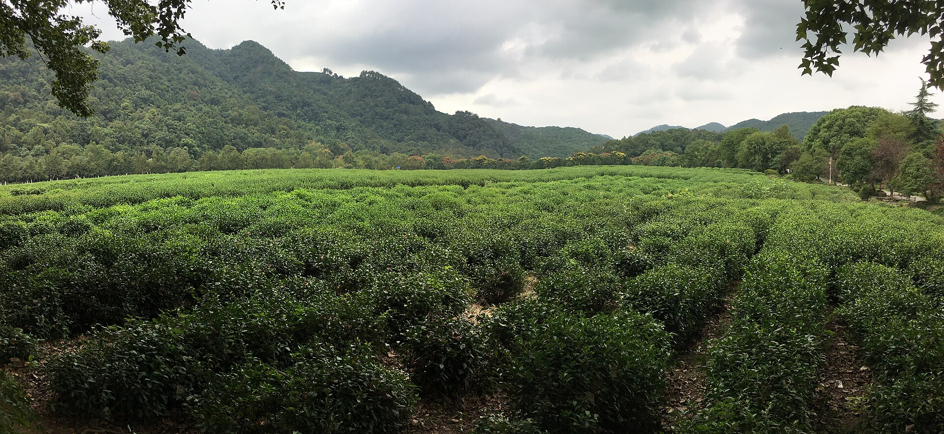 Tea terraces at the China National Tea Museum in Hangzhou
